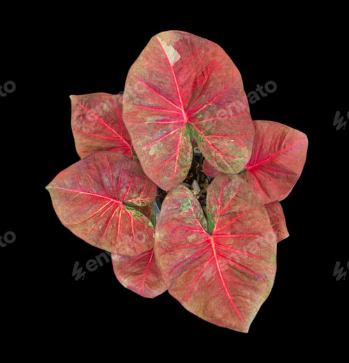 Preview: Beautiful colorful caladium on Black background isolate with clipping path. Queen