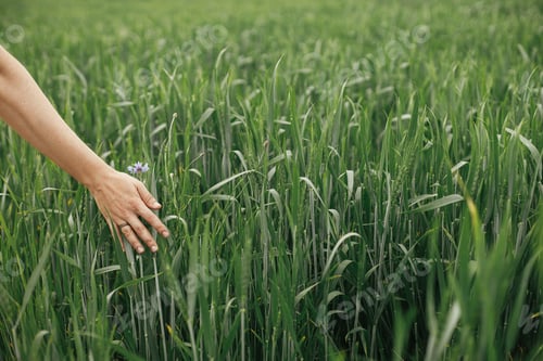 Preview: Hand touching wildflowers in summer field. Woman gathering cornflowers in wheat field. Rural life