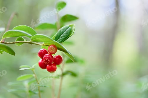 Preview: Growing cowberry in forest