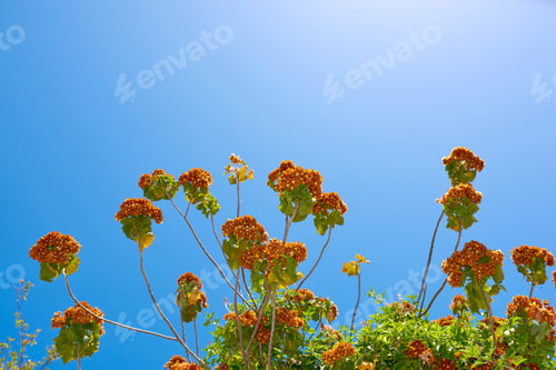 Preview: Flowers, plants and trees on mountain side in South Africa