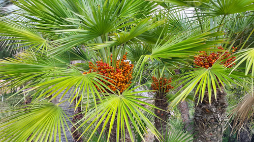 Preview: Palm tree with bright orange fruits