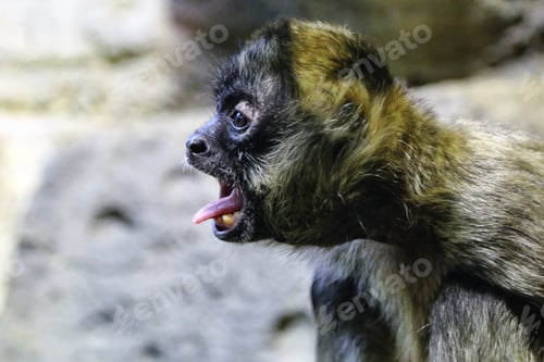 Preview: Funny profile of a monkey at the zoo sticking his tongue out.