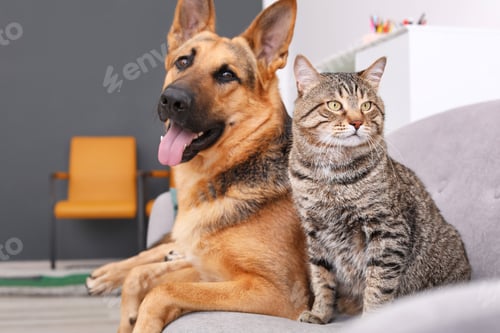 Preview: Adorable cat and dog resting together on sofa indoors. Animal friendship