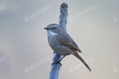 Preview: Grey Bird Perched on a Slender Branch