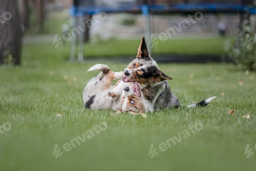 Preview: Happy and active purebred Welsh Corgi dog outdoors in the grass
