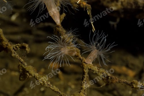 Preview: Macro Picture of Zoanthids in Pacific Northwest Ocean