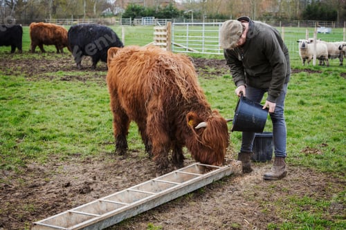Preview: A man filling a feed trough for a group of highland cattle in a field.