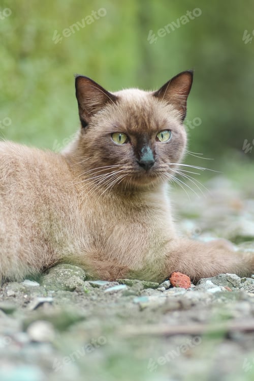 Preview: cute cat