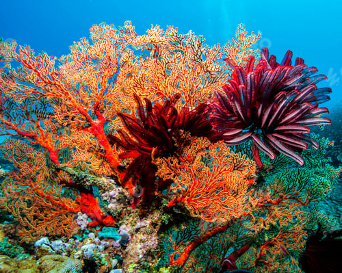 Preview: Amazing underwater world, Underwater world scene.