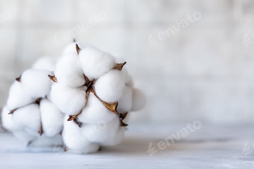 Preview: White fluffy cotton flowers on light concrete background. Delicate light background.
