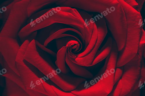 Preview: Macro photo of red rose, closeup shot