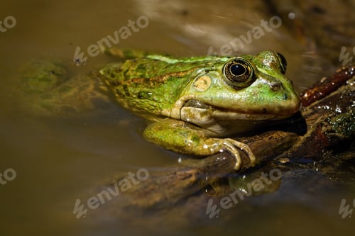 Preview: Adorable edible frog lying on swamp in the summertime