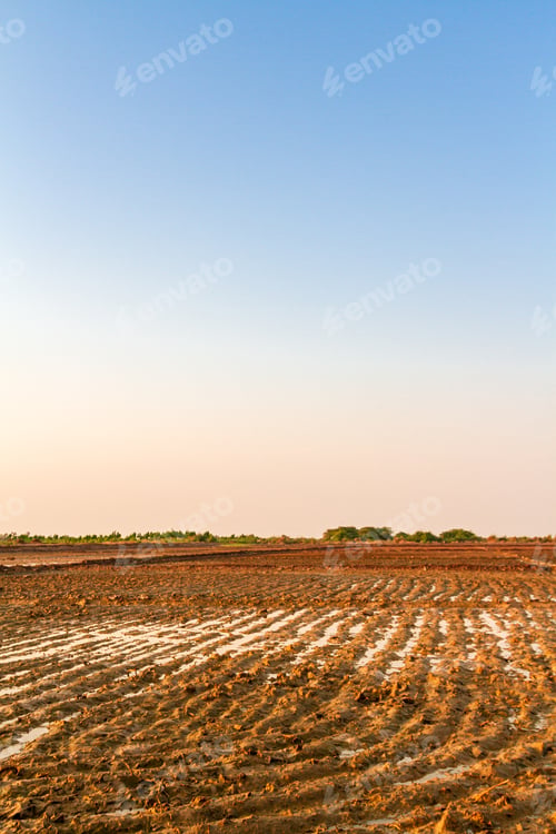 Preview: Wet field with water flowing through irrigation canal rows on a cultivated farmland