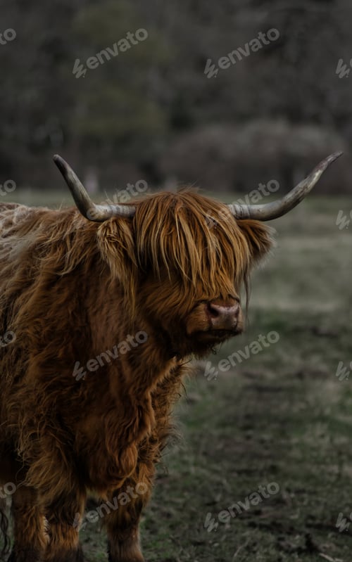Preview: Horned animal standing in a grassy field