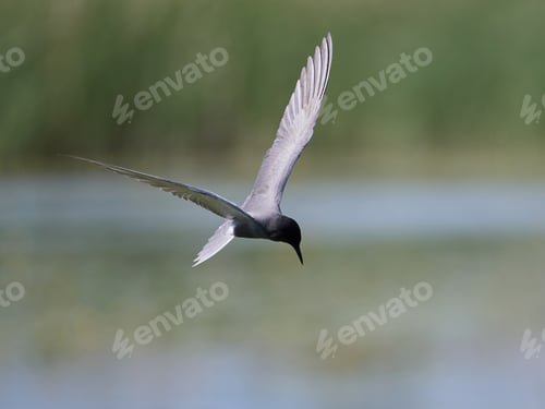 Preview: Black tern (Chlidonias niger)