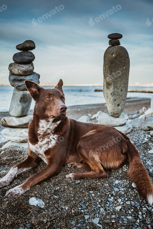 Preview: Dog meditates with stones. dog and rocks zen on the beach