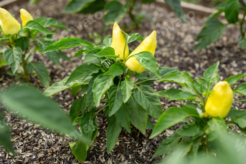 Preview: Green pepper growing and blossoming in the garden. Paprika is ripening on the vegetable bed