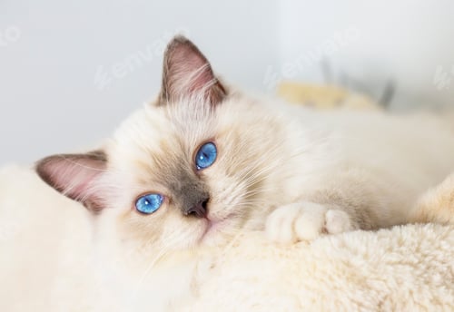 Preview: Cute pet ragdoll cat. Pet animal.