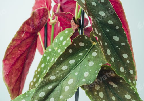 Preview: Closeup shot of begonia maculata plant leaves on a bright background