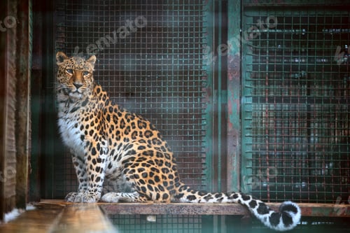 Preview: leopard in the cage