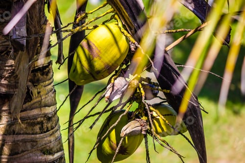 Preview: coconut