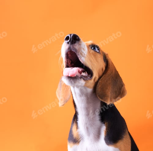 Preview: small cute beagle puppy dog looking up