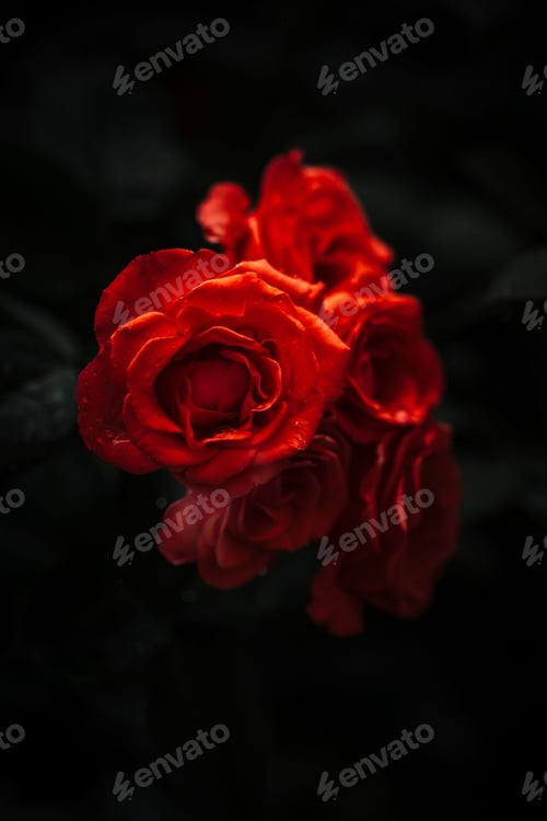Preview: Vertical closeup of the red roses isolated on the dark background. Selected focus.