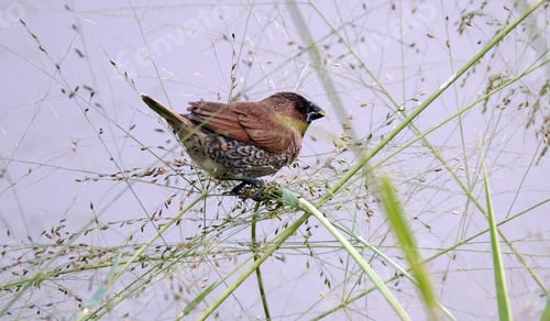 Preview: Spotted munia bird perched atop the grass
