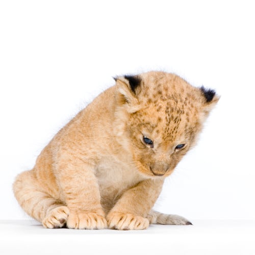 Preview: Lion Cub sitting