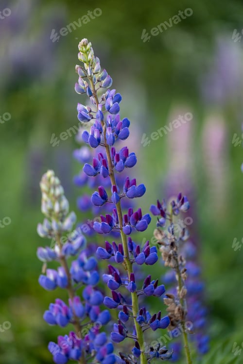 Preview: Lupine flowers in a foggy field during sunset in the Moscow region