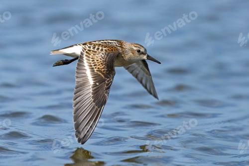 Preview: Dunlin (Calidris alpina)