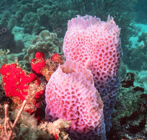 Preview: Colorful sea life underwater, shallow underwater seascape