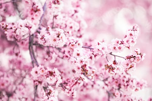 Preview: Spring blossom