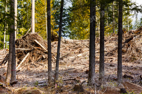 Preview: Logged hillside of spruce, hemlock and fir trees, Olympic Peninsula, Port Angeles