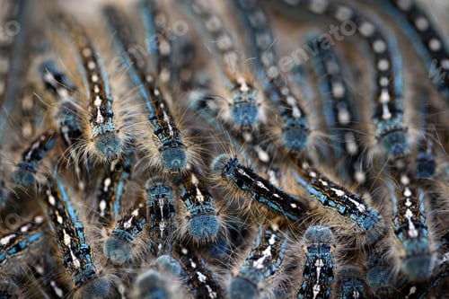 Preview: Closeup, macro shot of a springtime infestation of tent caterpillars showing their blue colors.