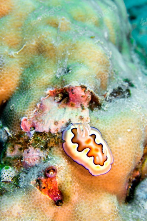Preview: Sea Slug, Bunaken National Marine Park, North Sulawesi, Indonesia