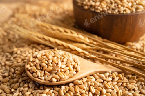 Preview: Grains wheat, trade export and economy concept.