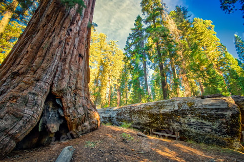 Preview: Living & Fallen Giants, General Grant Grove, Sequoia & Kings Canyon National Park