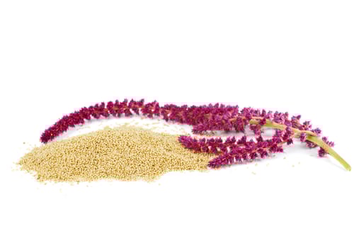 Preview: Amaranth plant and seeds isolated on white background