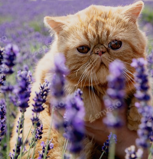 Preview: Exotic ginger cat in lavender