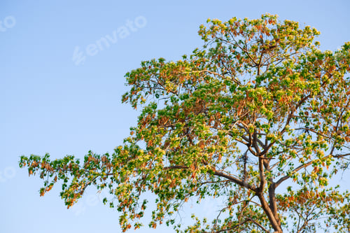 Preview: yellow leaves against sky. Sunny blue sky with soft clouds and bright sun against green trees foregr
