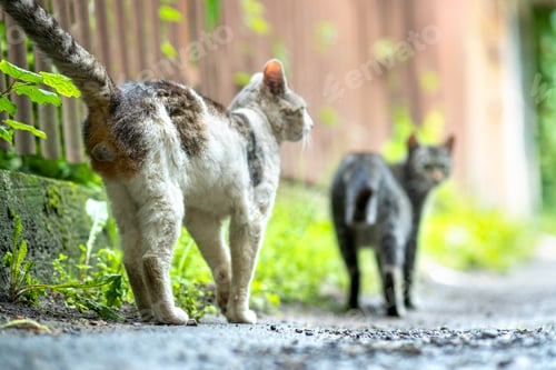 Preview: Twp gray and white striped cats walking along the street outdoors on summer day.
