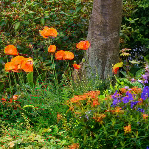 Preview: Vibrant Orange Poppies Blooming in a Lush Garden