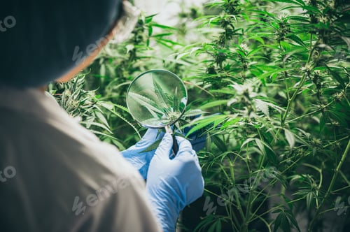 Preview: Experiments for the production of marijuana for medical use, hemp weed crop
