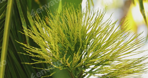 Preview: Goa, India. Young Green Shoots Of Areca Catechu Palm. Zoom Out