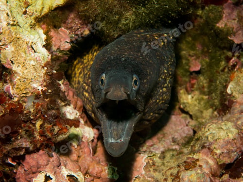Preview: Closeup shot of a Muraena fish