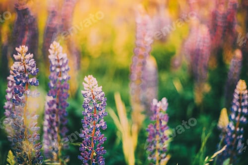 Preview: Bush Of Wild Flowers Lupine In Summer Field Meadow. Lupinus, Com