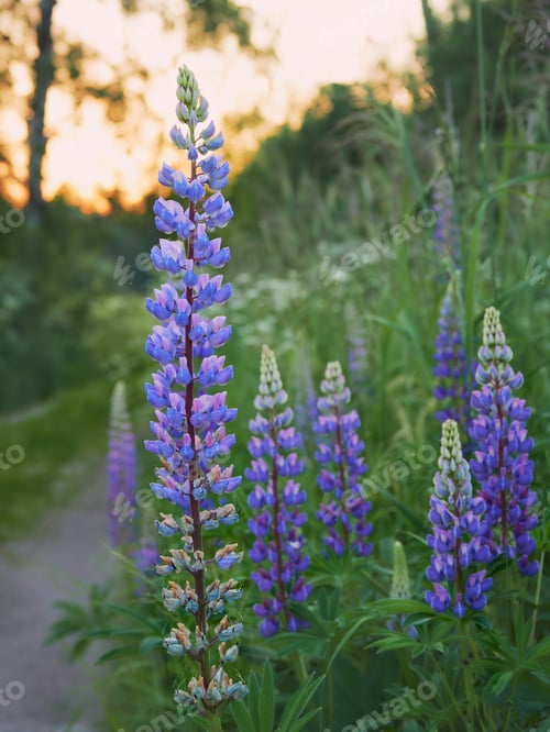 Preview: World of lupines.