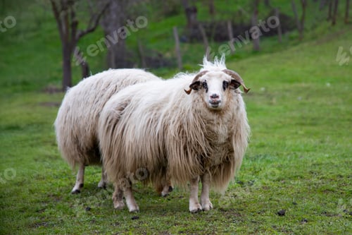 Preview: Sheeps grazing in the field on a sunny morning