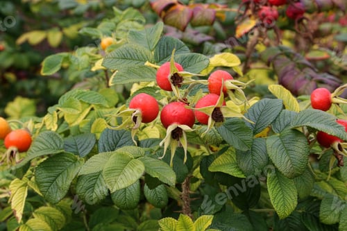 Preview: Dog-rose berries in autumn